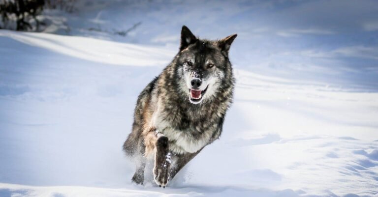 Wolf Lifespan: How Long Do Wolves Live? (Explained)