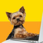 Best Online Pet Supplies