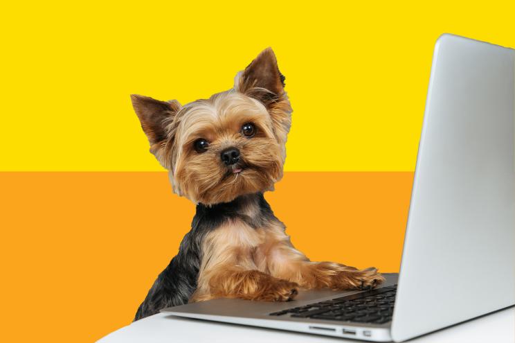 Best Online Pet Supplies