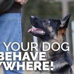 How to Train a Dog to Behave