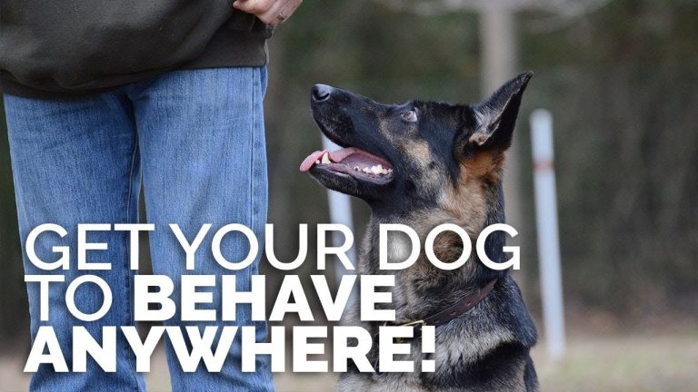 How to Train a Dog to Behave