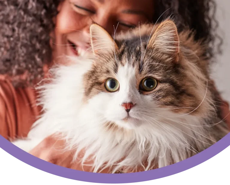 Pet Insurance Plans for Cats